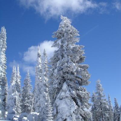 Ice tree mountain 875891