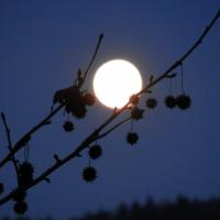 10924136_10204740334900584_5114904372498433235_o