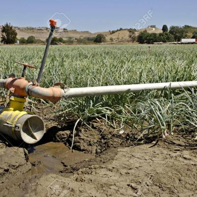 1425281 tuyau d irrigation goutte a sec d eau a cote d une culture d oignons approchent le stade de recolte
