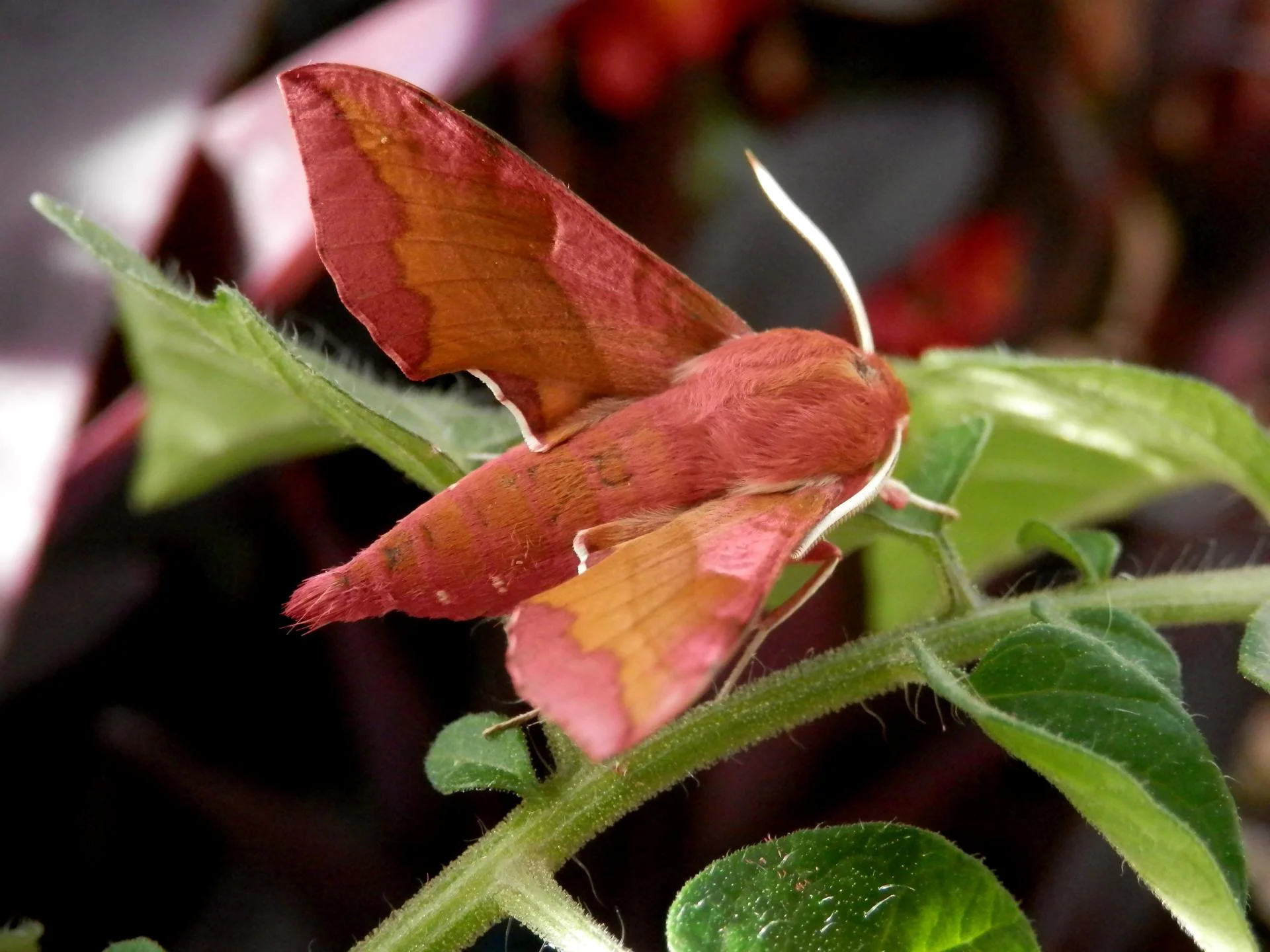 P7050133